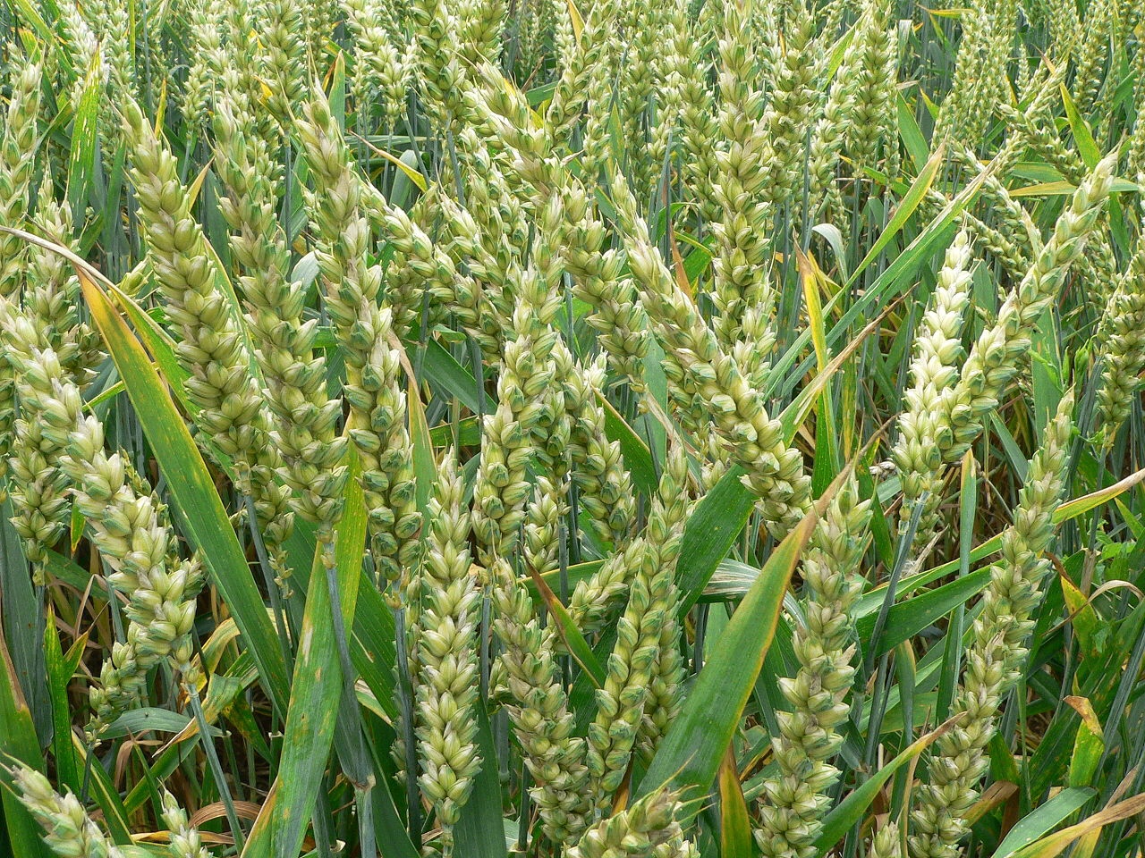 The tangled web of wheat evolution