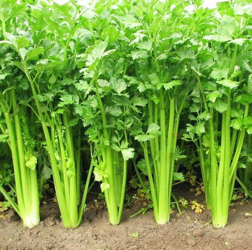 Scientists gain better understanding of how plants forage for nutrients
