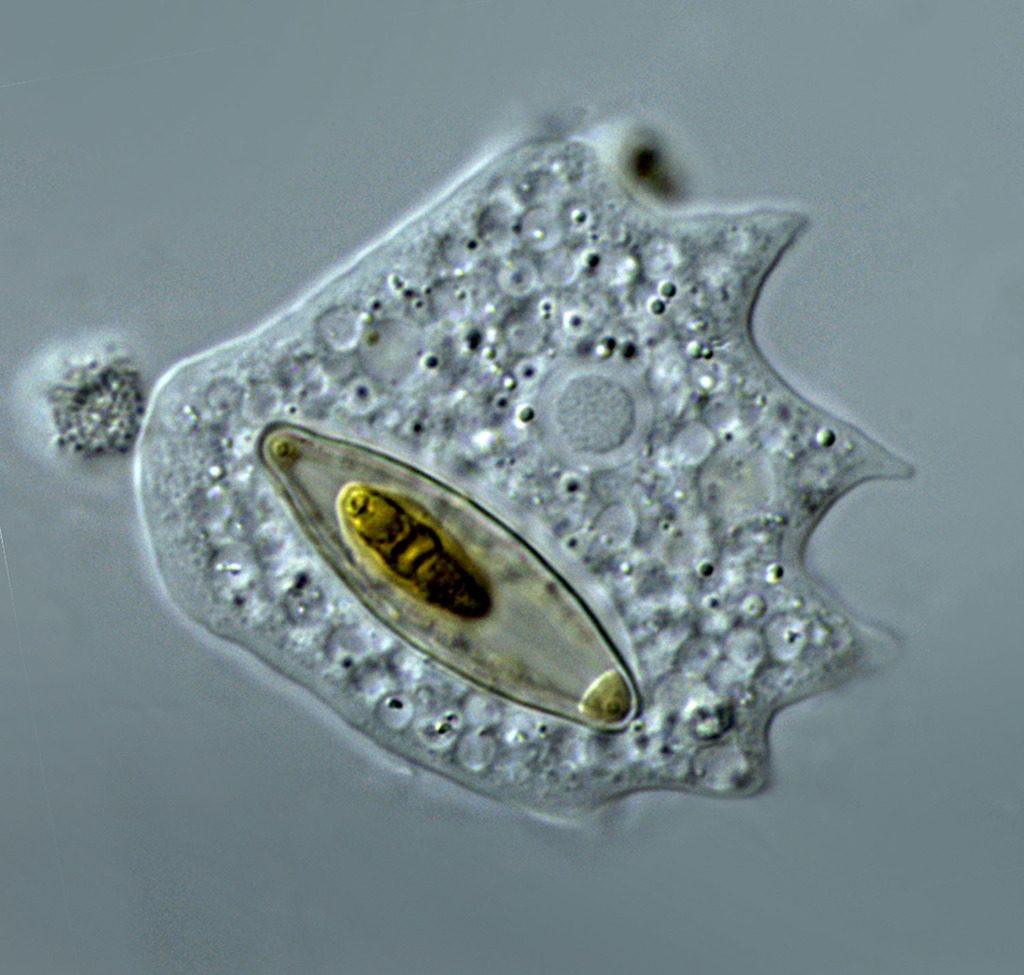 Bacteria can take advantage of protozoa for survival