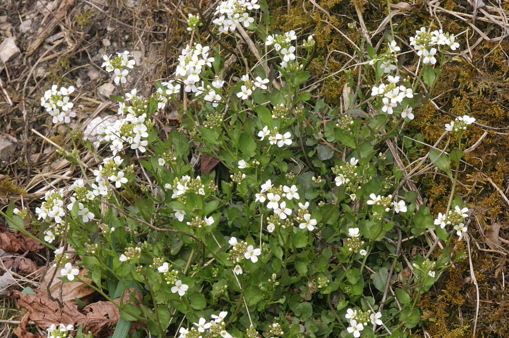 Inter-family conflict drives evolution… in seeds