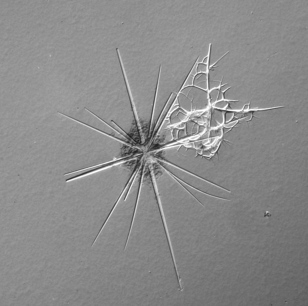 Humans have influenced the evolution of marine plankton, study