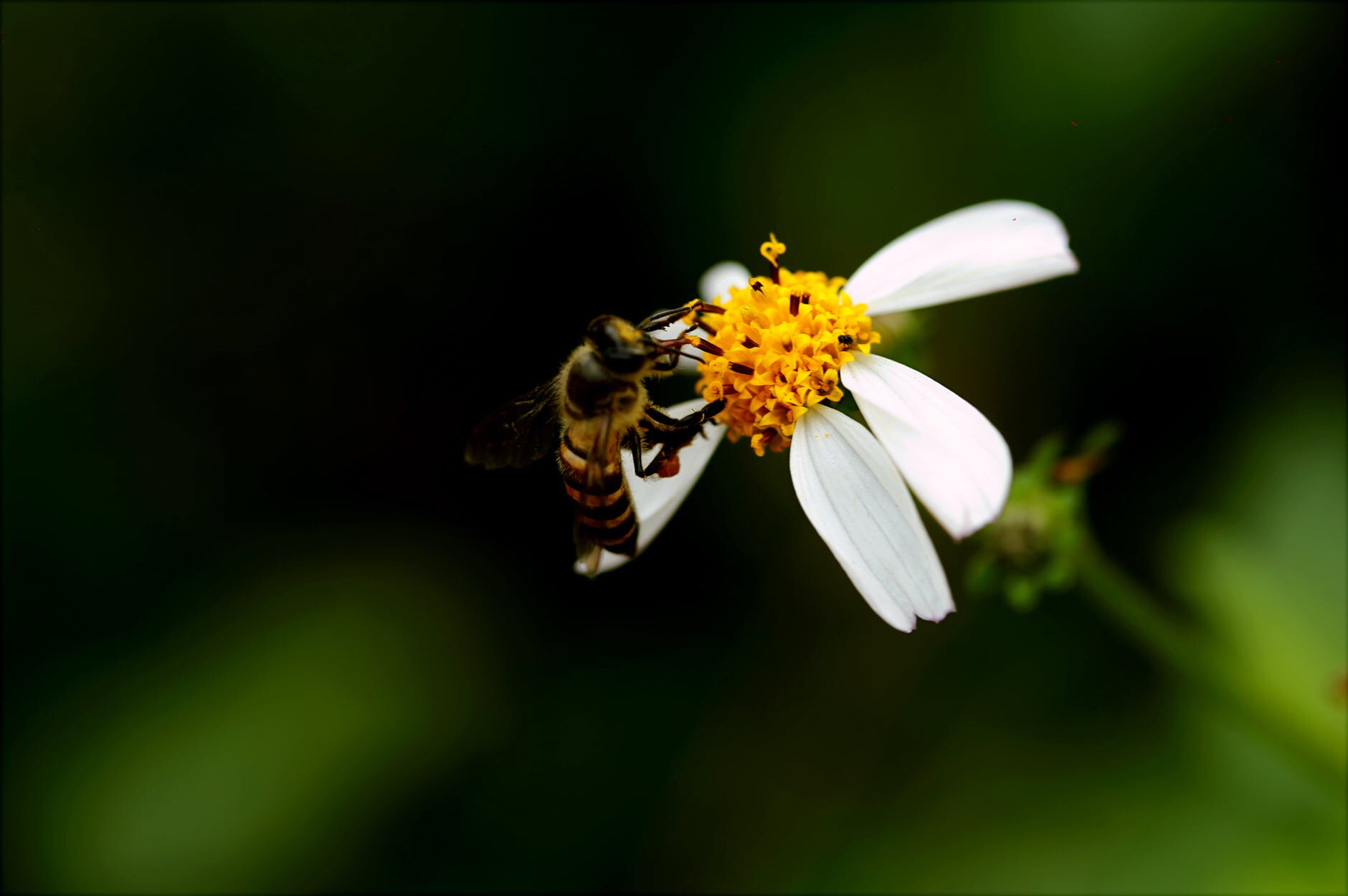 Bees continue to show that they are smarter than we think