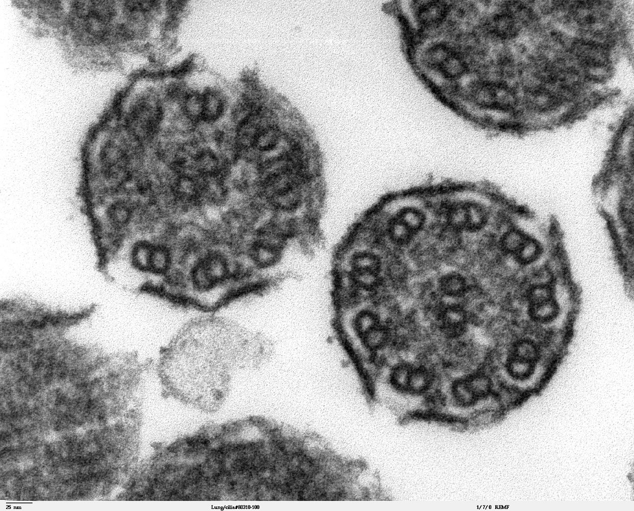 When it comes to cilia, cleaners to learn to count