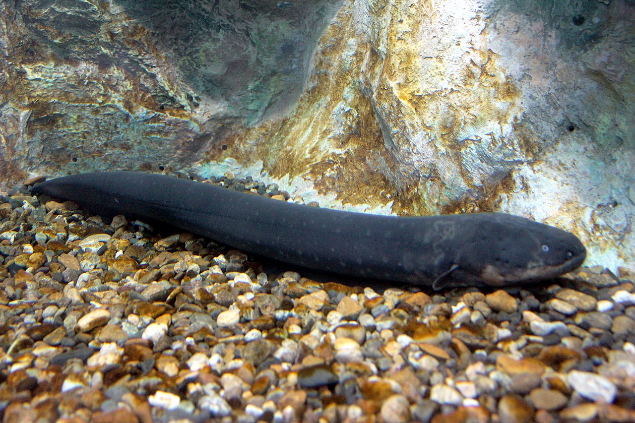 scientists create an electric eel skin for humans