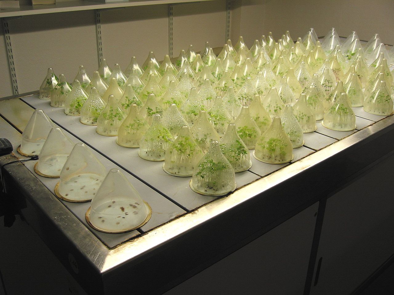 Water flips the on switch during seed germination