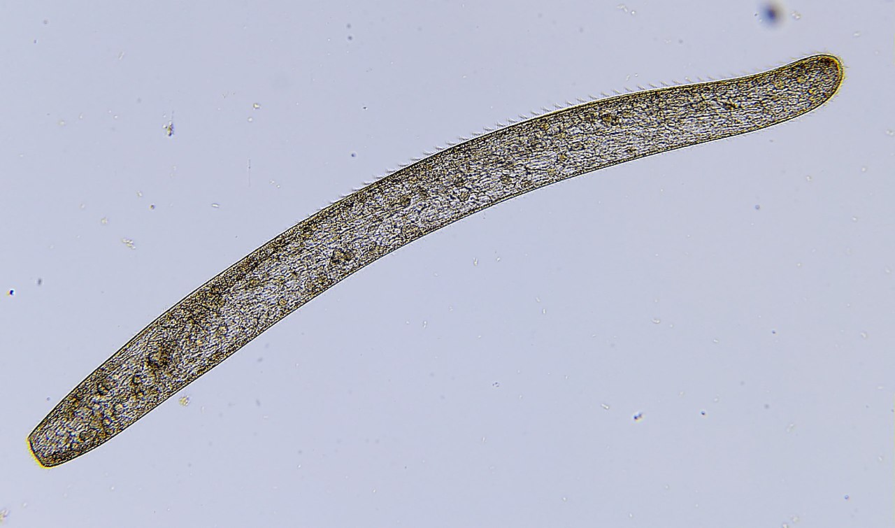 Microscopic organism communicates without chemical or electricall signals
