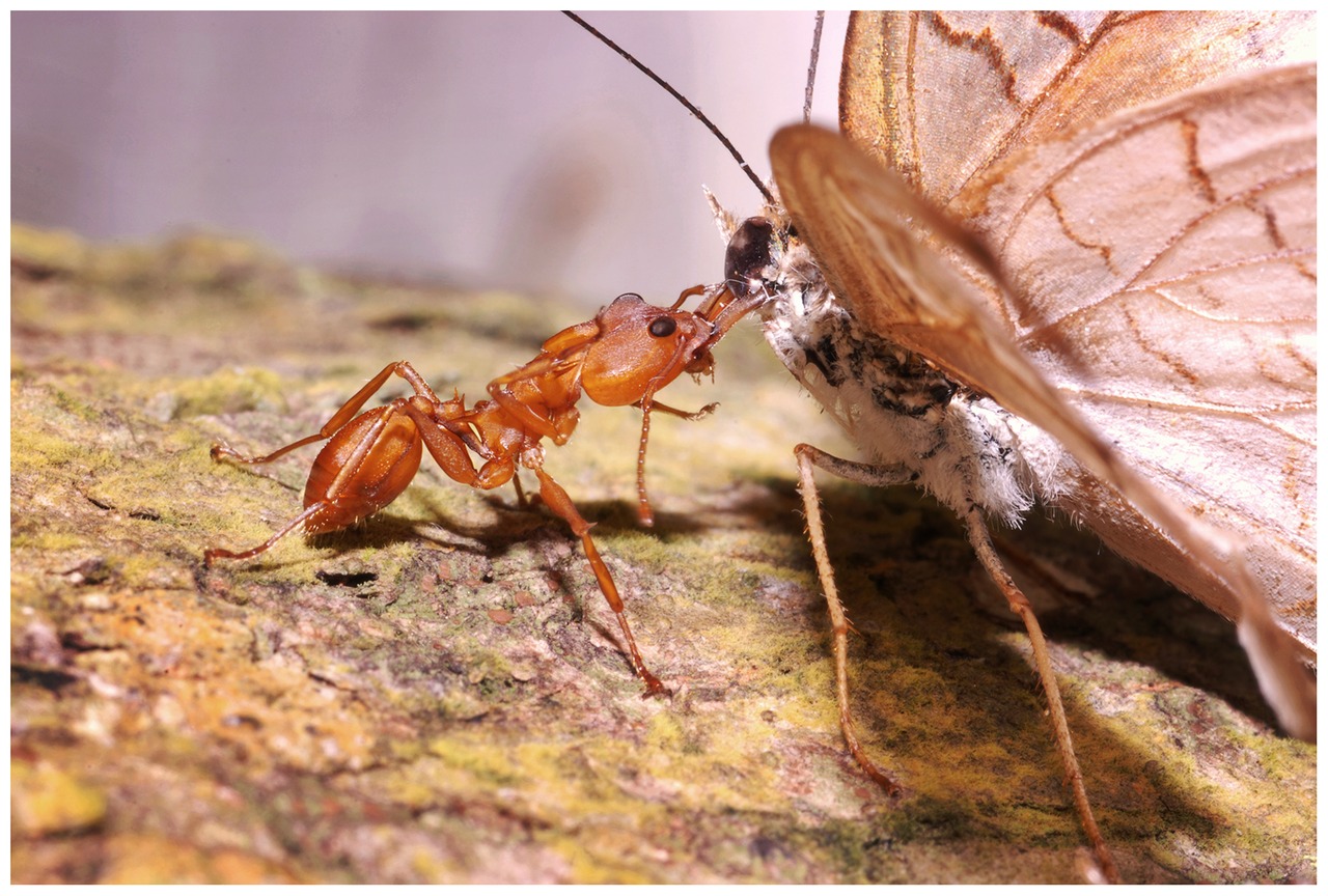 Robots designed like trap has ants are a revelation