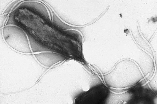 Stem cells take active role in fight against bacterial infections