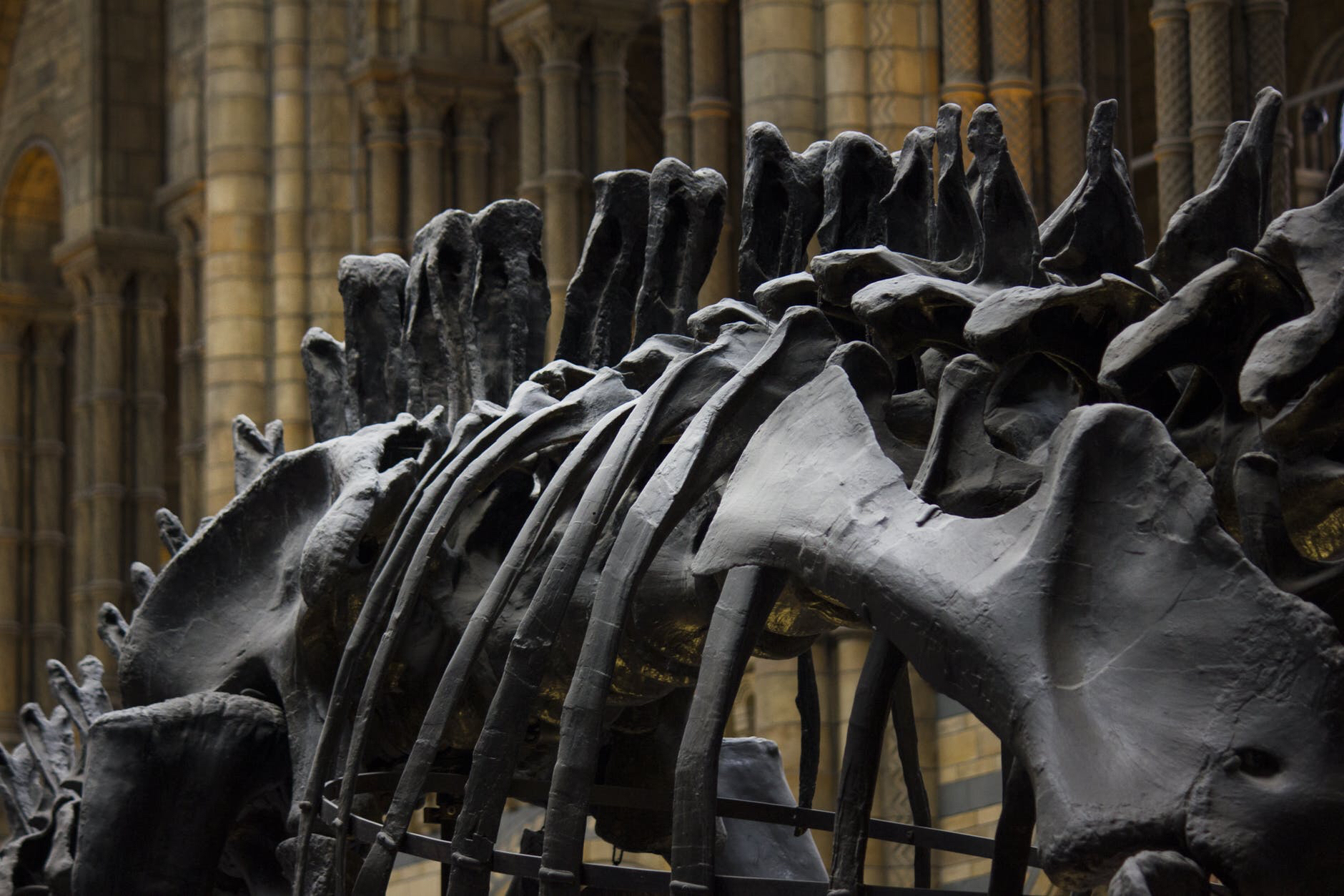 Dinosaur bones are home to thriving microbial communities
