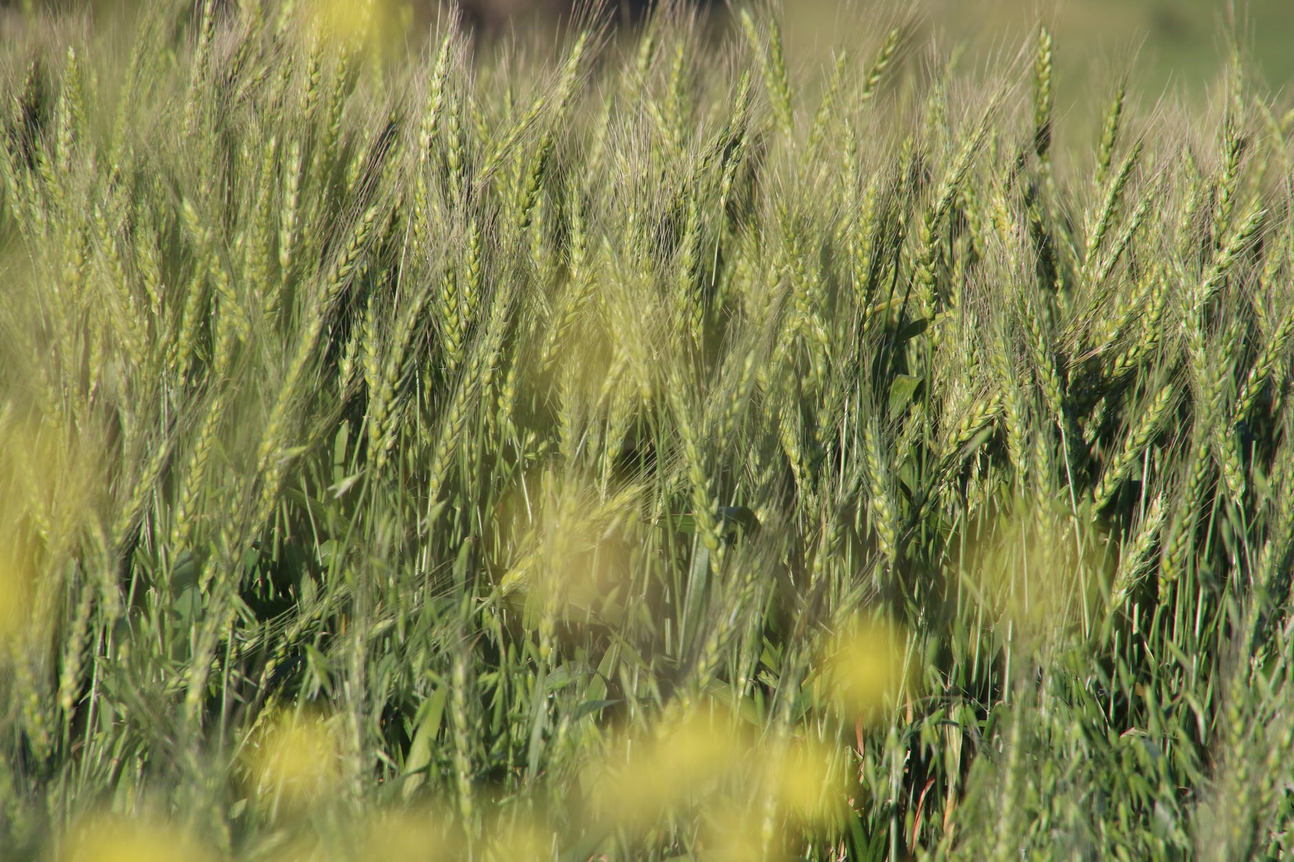 New method helps measure nitrogen loss caused by common foods.