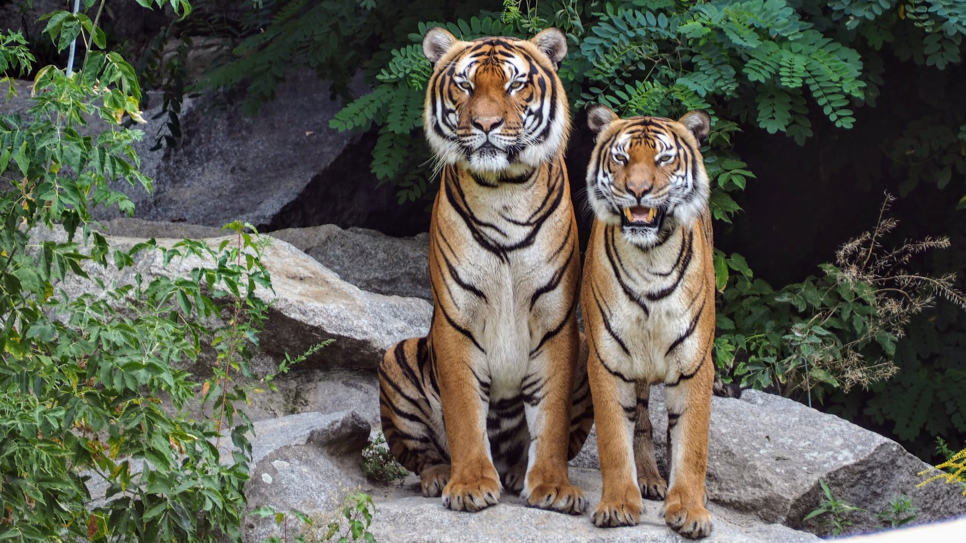When animals interact, their brains synchronize during social situations