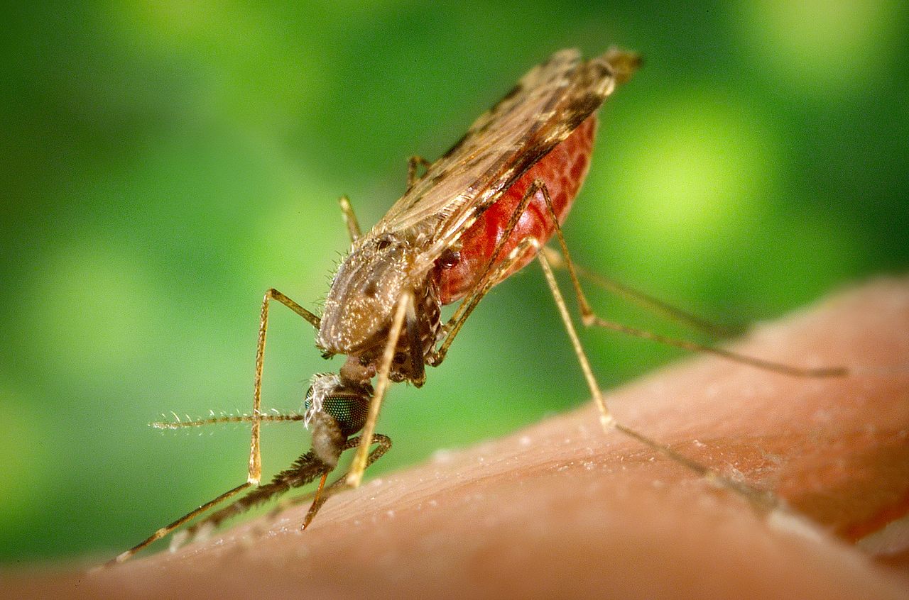 Mosquitoes tend to follow human populations around