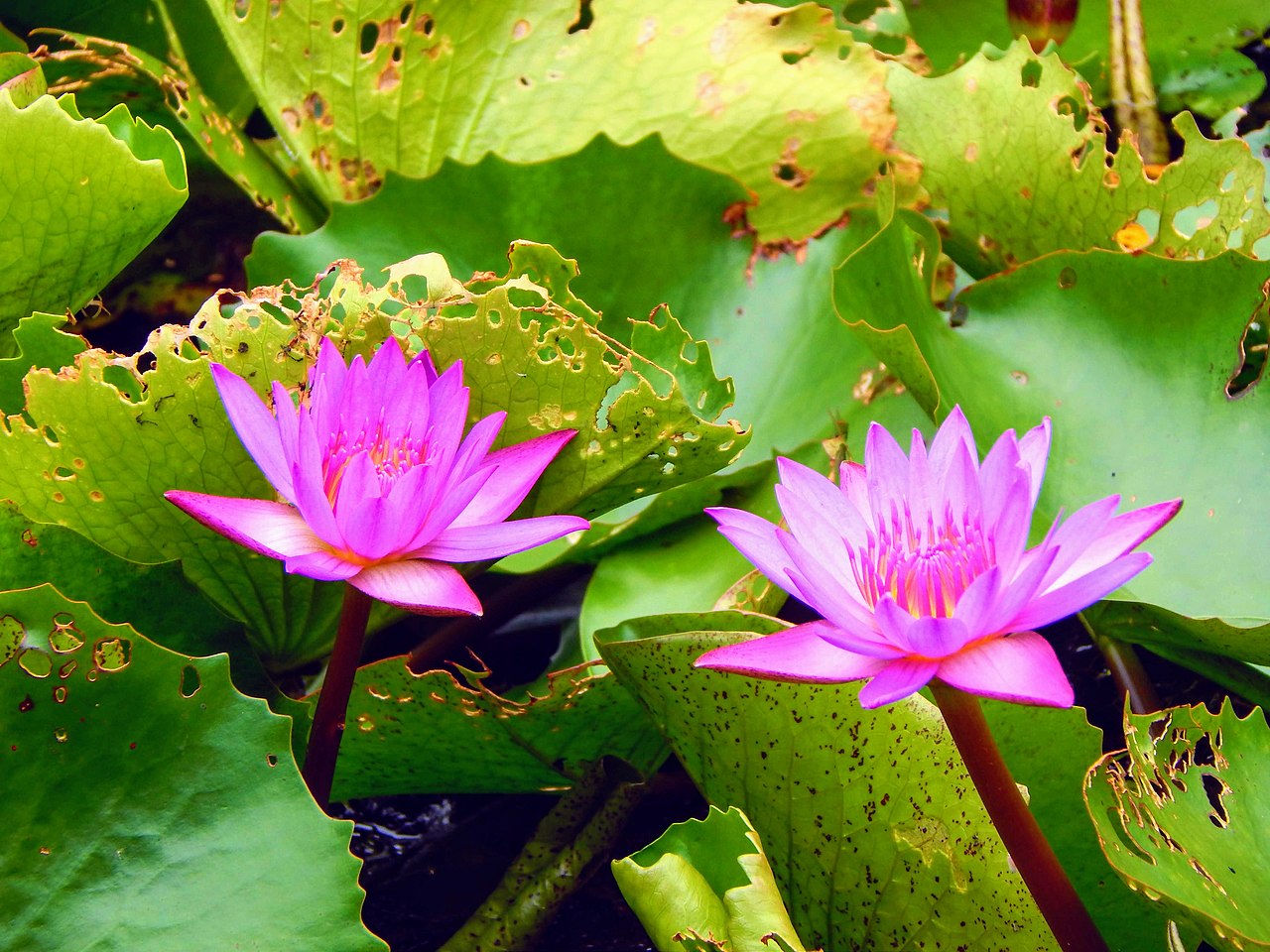 Water lily genome provides clues to early evolution of flowers