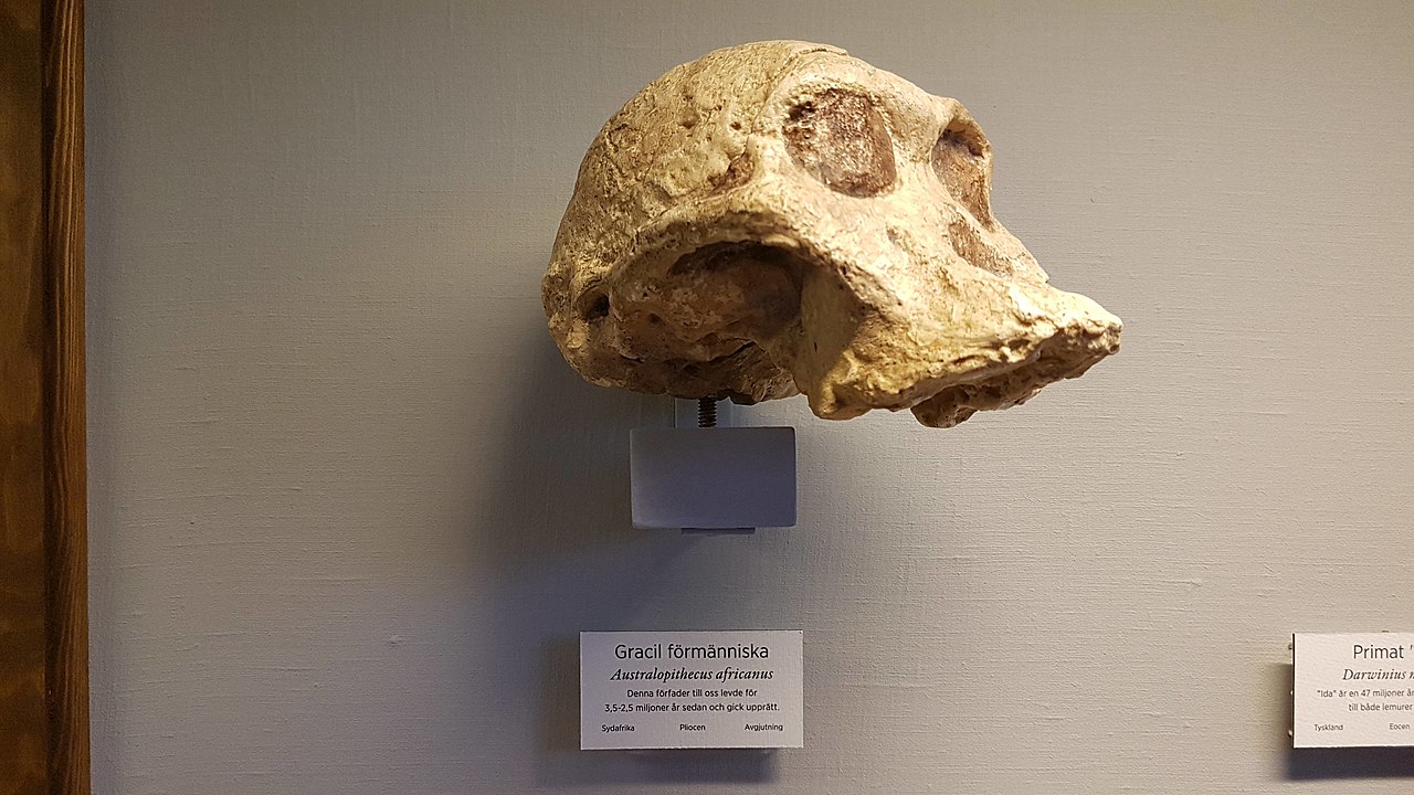Ancient human ancestors may have caused significant biodiversity loss