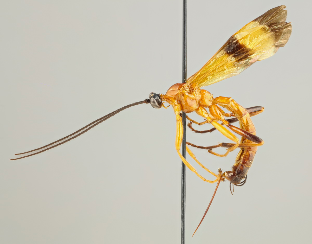 The wasp with mind control skills