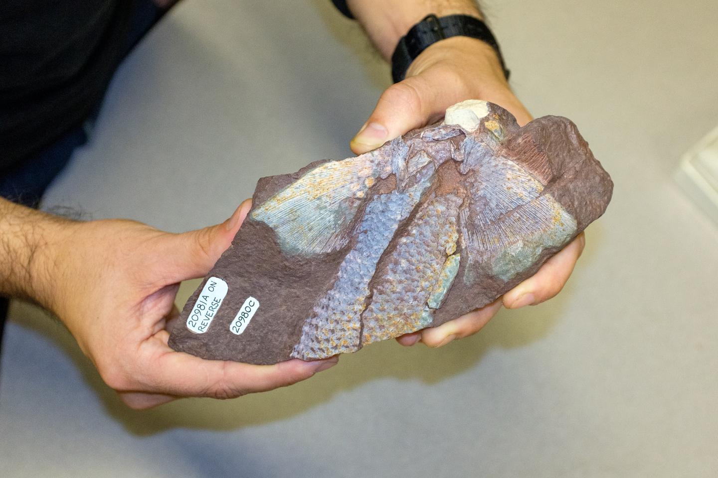 3D reconstruction of ancient fish’s fins hold clues for walking