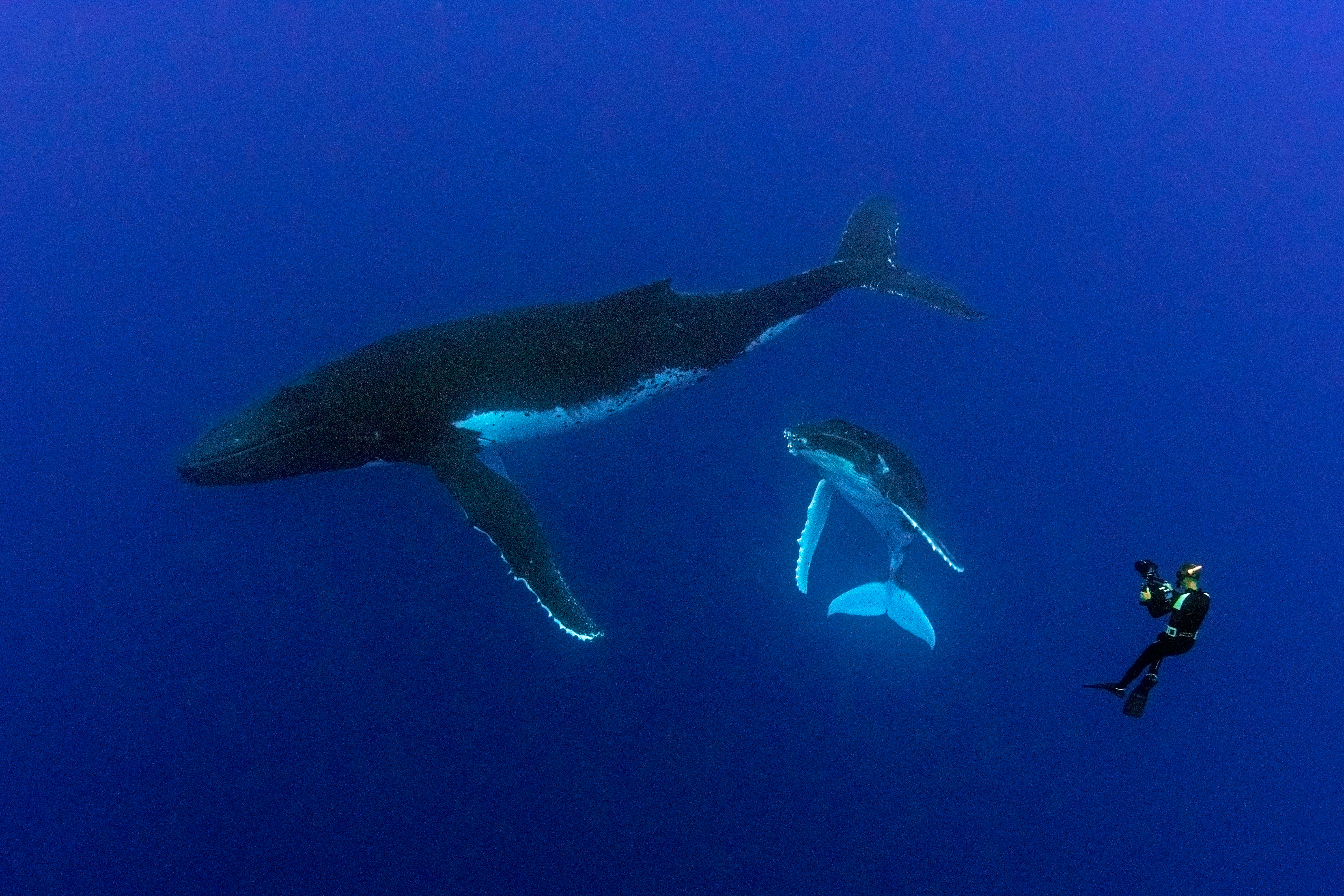 The Whale Detective: Trauma and discovery in Monterey Bay