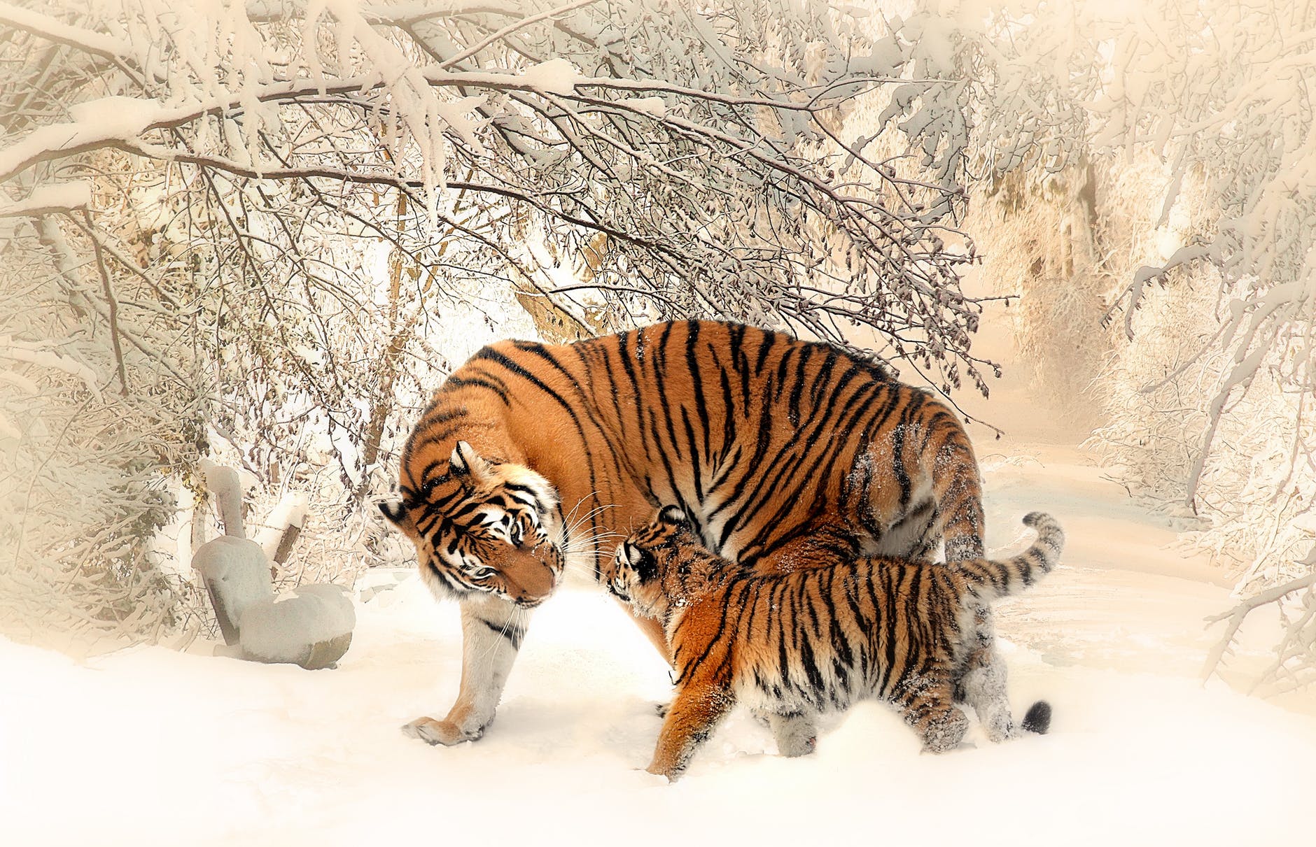 Conservationists will need to adapt their strategies because of climate change