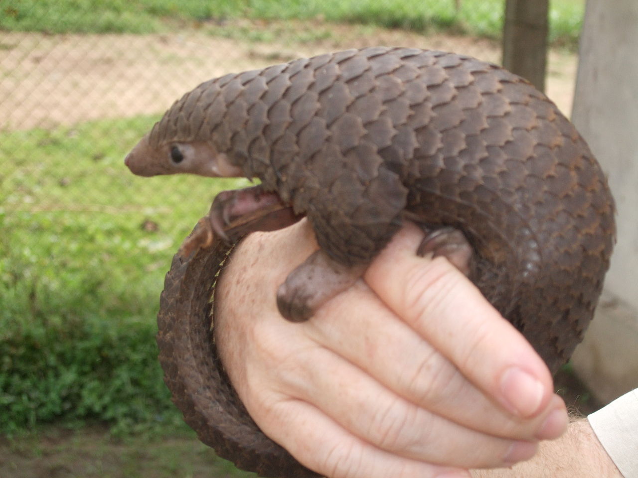A pangolin coronavirus can jump to humans. Is it a danger?