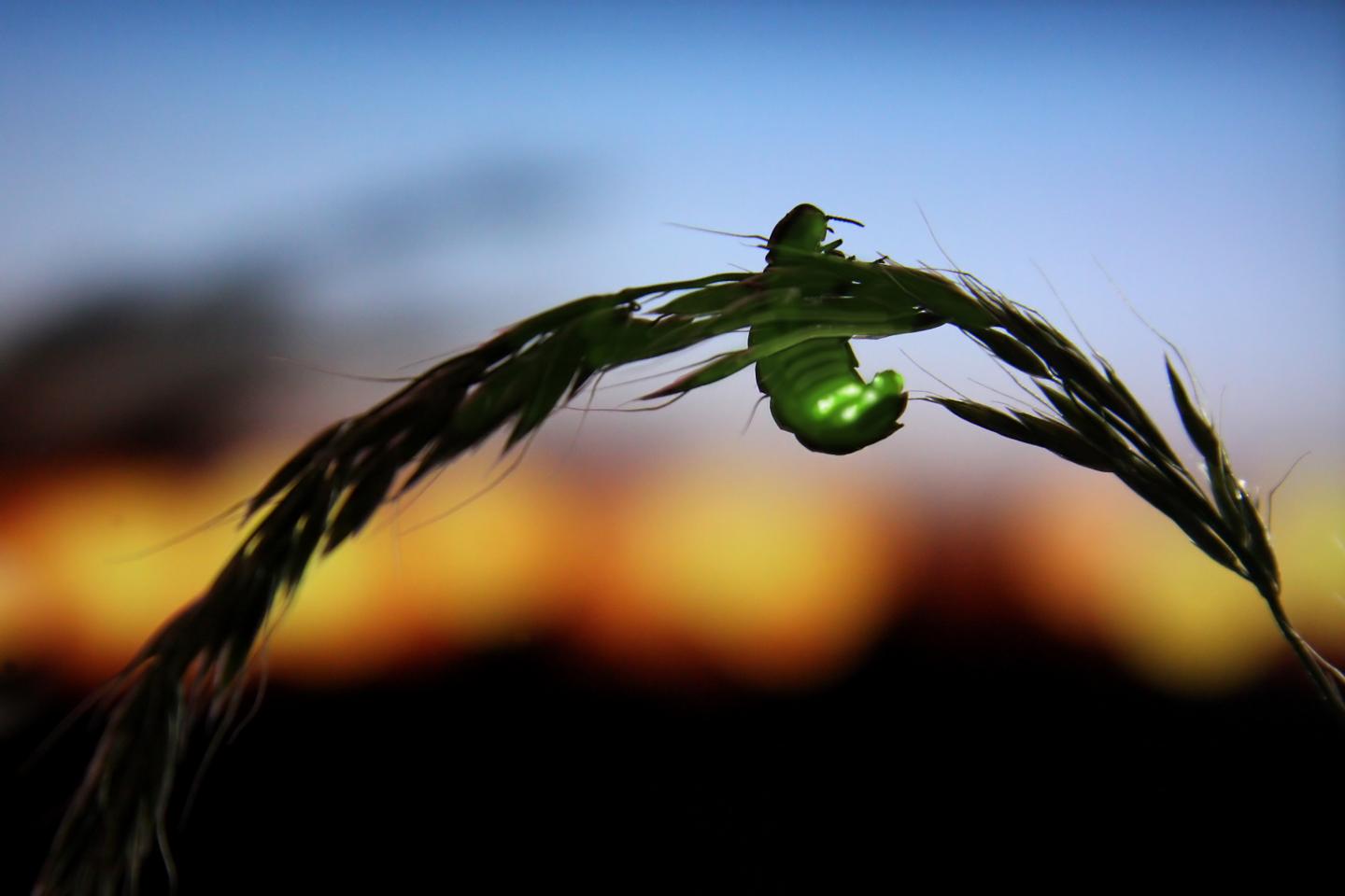 Fireflies are in danger of extinction
