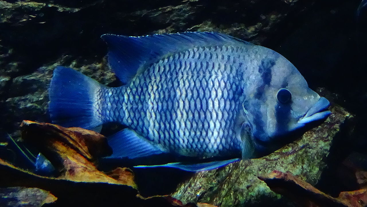 A deadly virus is killing the  world’s tilapia but there’s hope