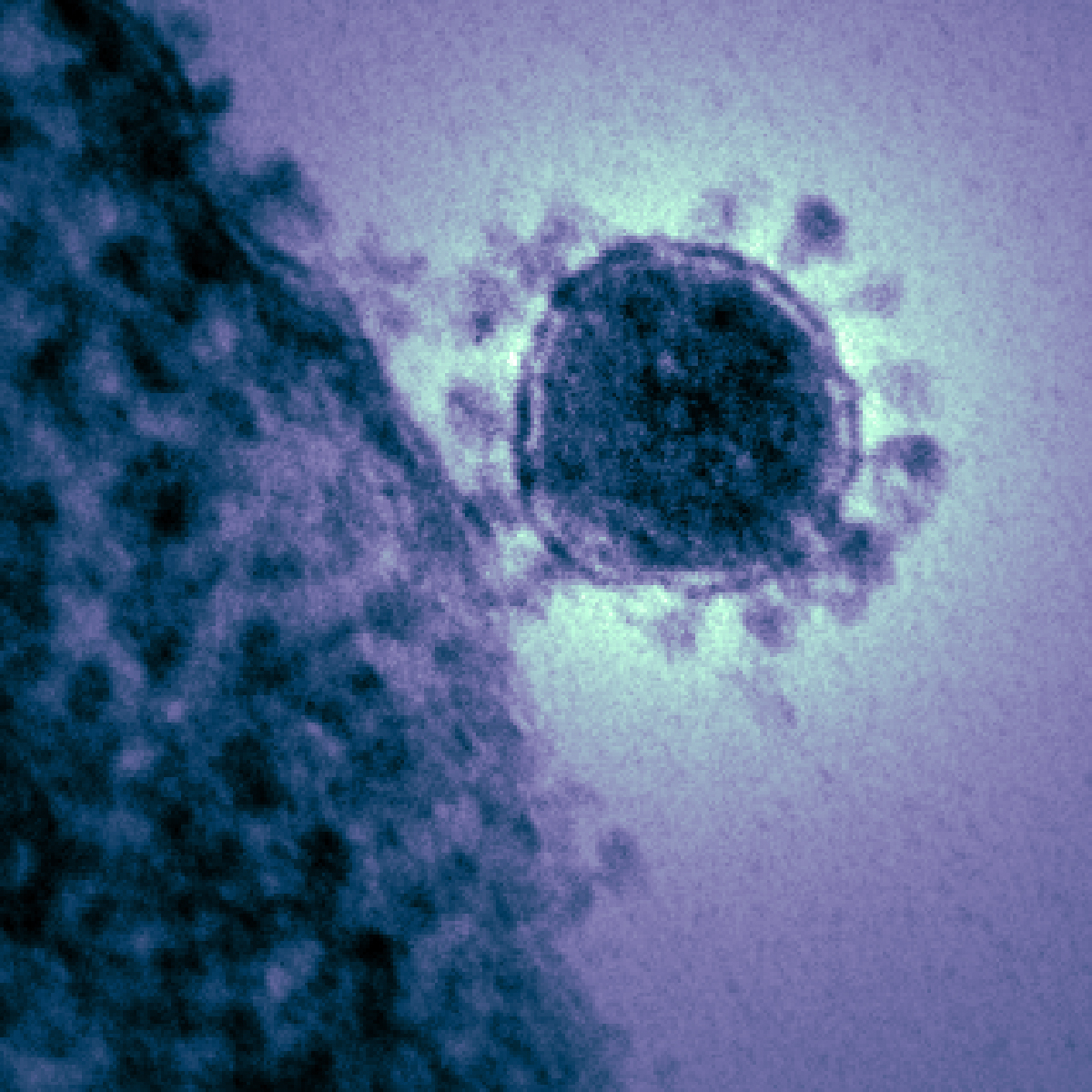 The links between epidemics and evolution cannot be ignored