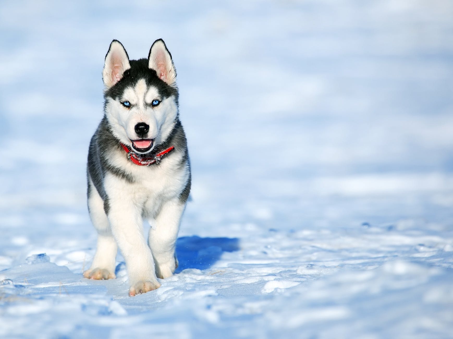 Proof of dog domestication during the Ice Age continues to pile up