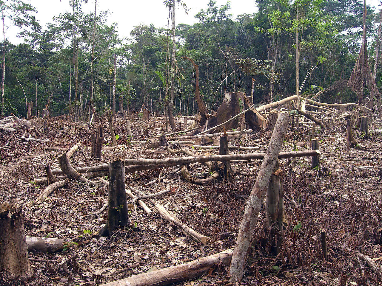 Amazon deforestation is causing an increase in antibiotic resistant bacteria.