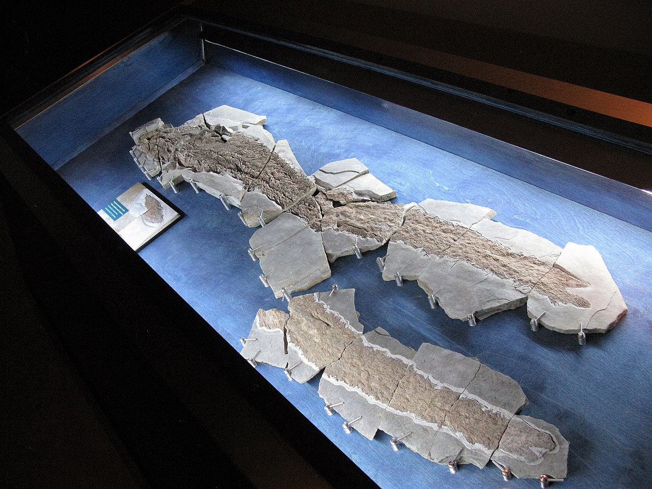 Ancient disheveled origin of human hand