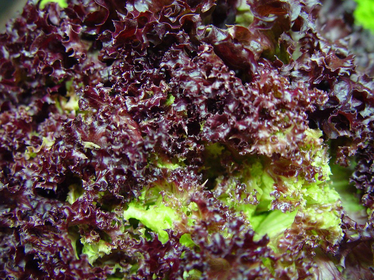 Growing fresh produce in space is a reality