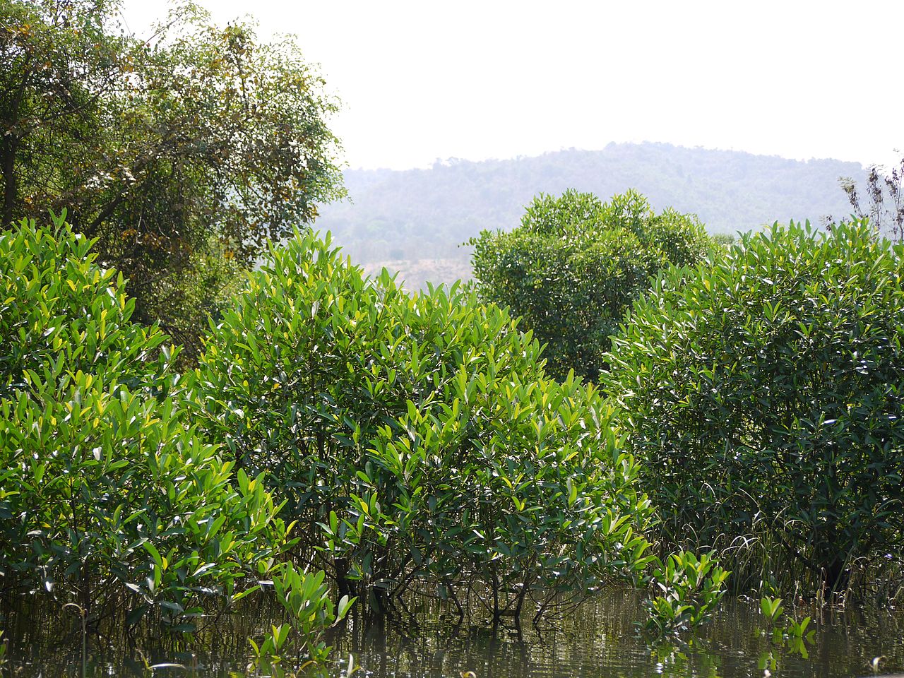 Myanmar’s mangrove forests are being obliterated