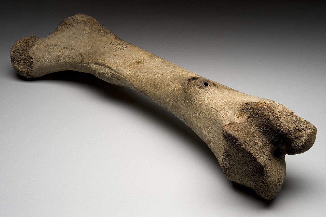 Mysterious bone circles tell I’ve Age story