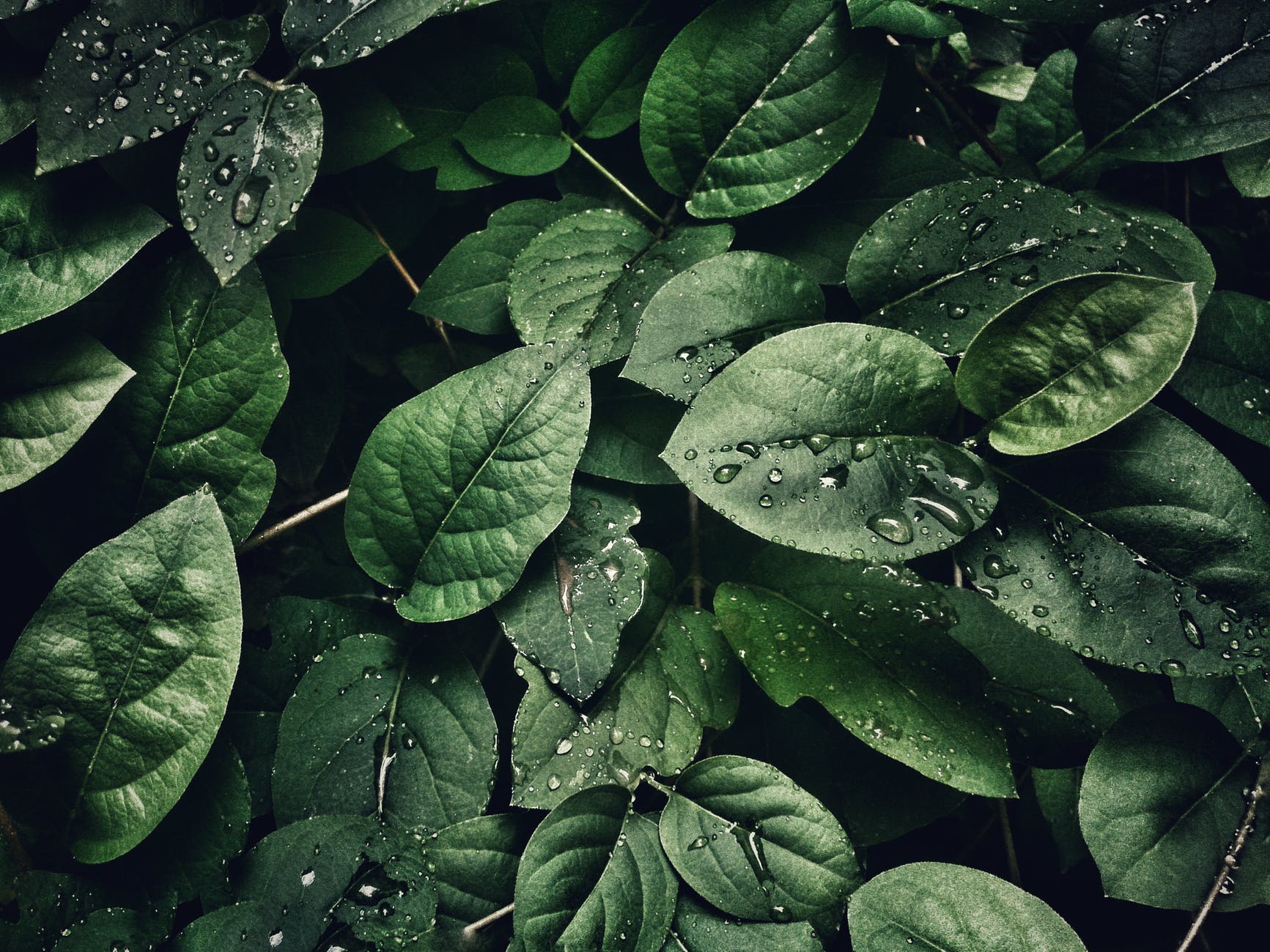 MicroRNAs play key role in plant pore regulation