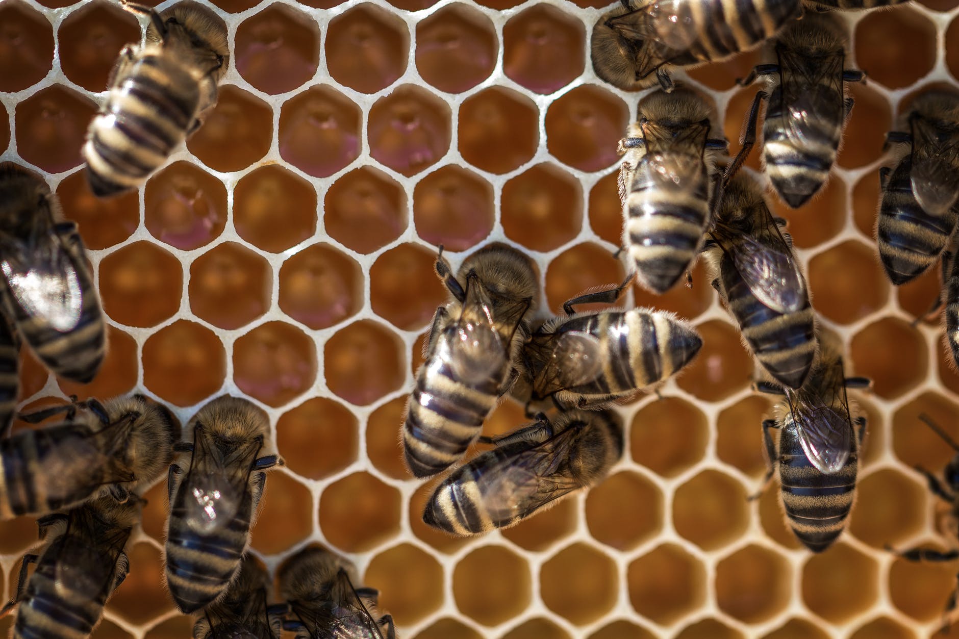 Honeybees dance in different dialects