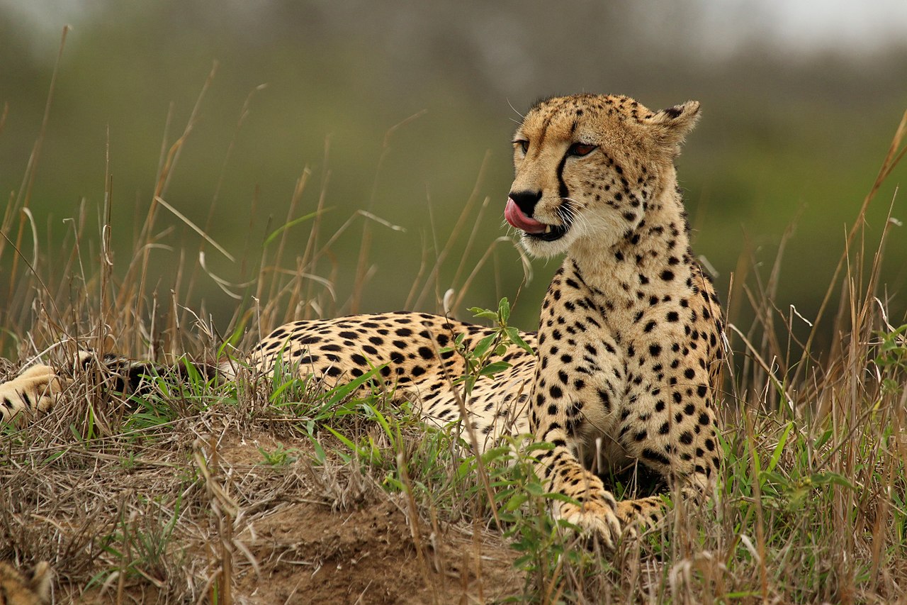 Cheetahs inspire speedy soft robot