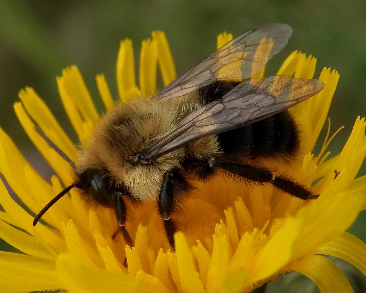 Bees give plants a nudge to speed up flowering process.