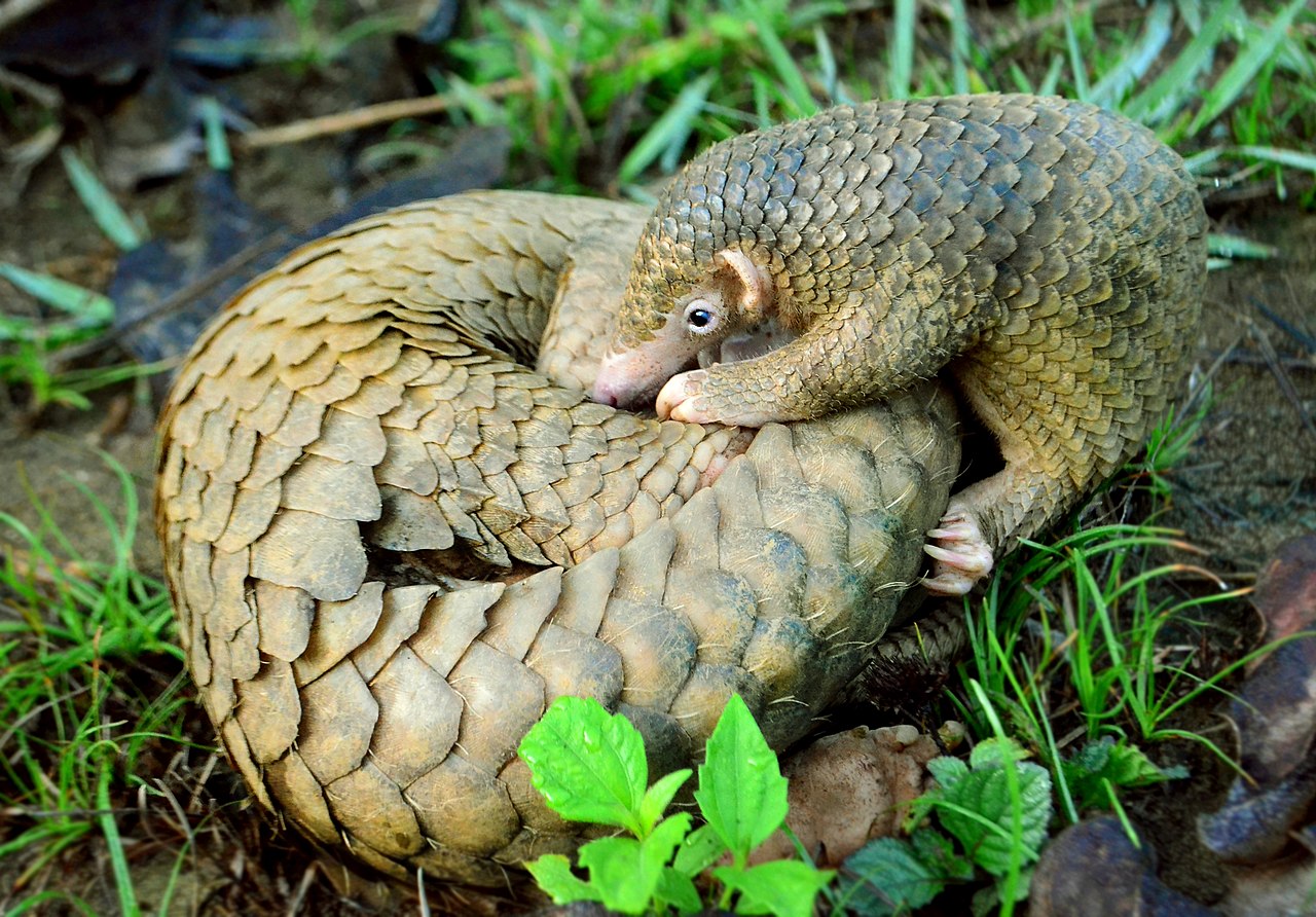 The Daily Dose: More evidence the novel coronavirus passed through pangolins; Giving Native Americans their due (finally)