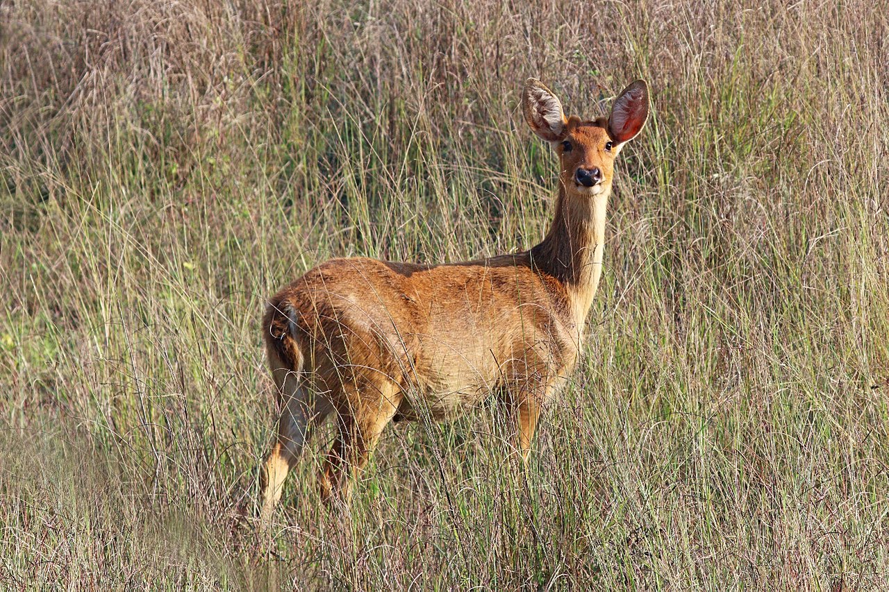 Losing predators, not always a plus for prey
