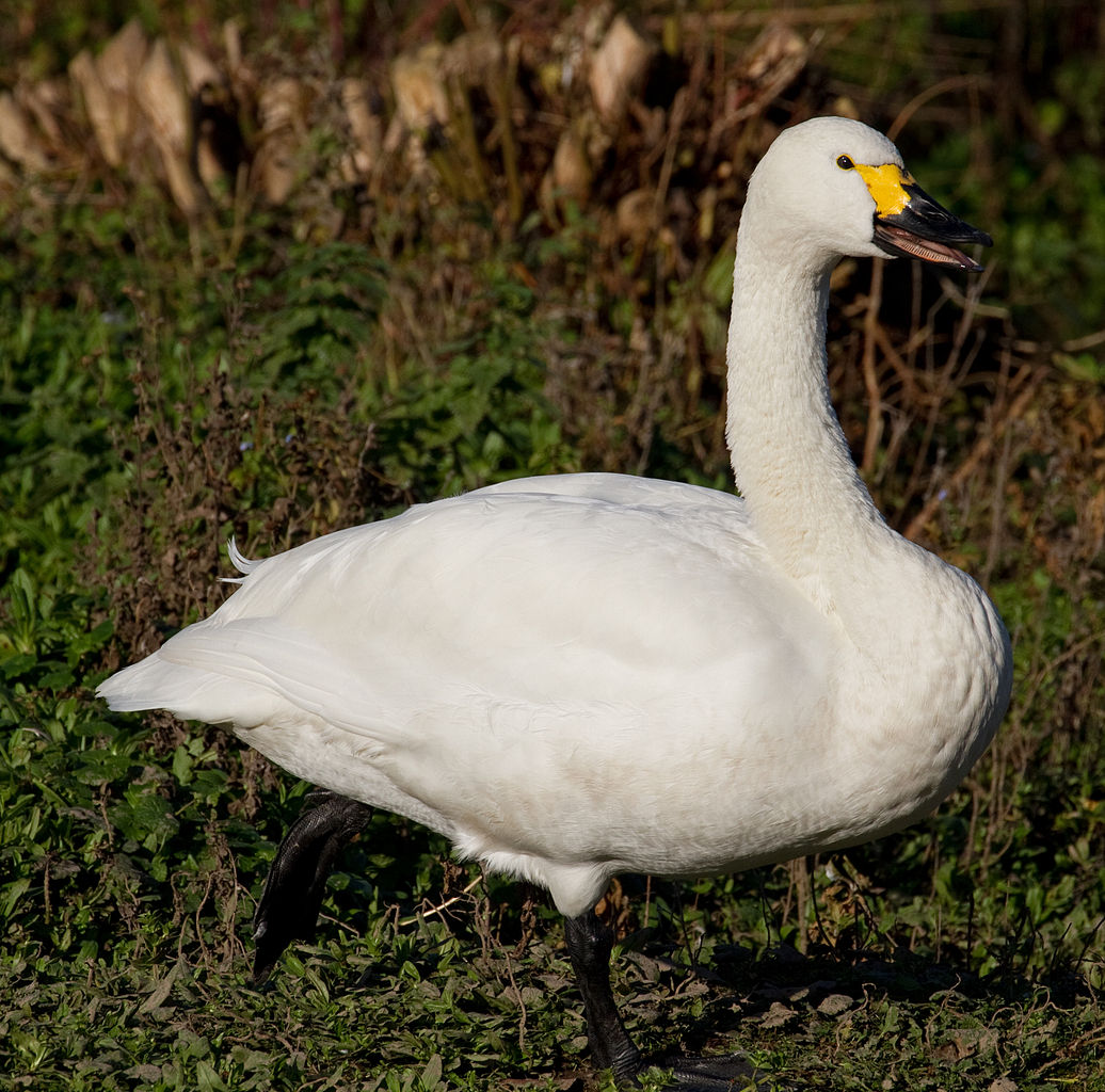 Climate change is messing with swans’ mating routines