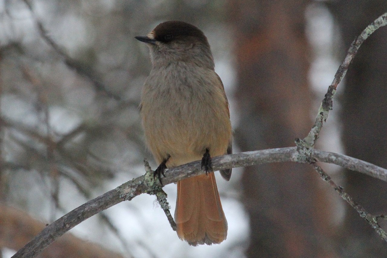 Longer parenting time makes baby birds smarter