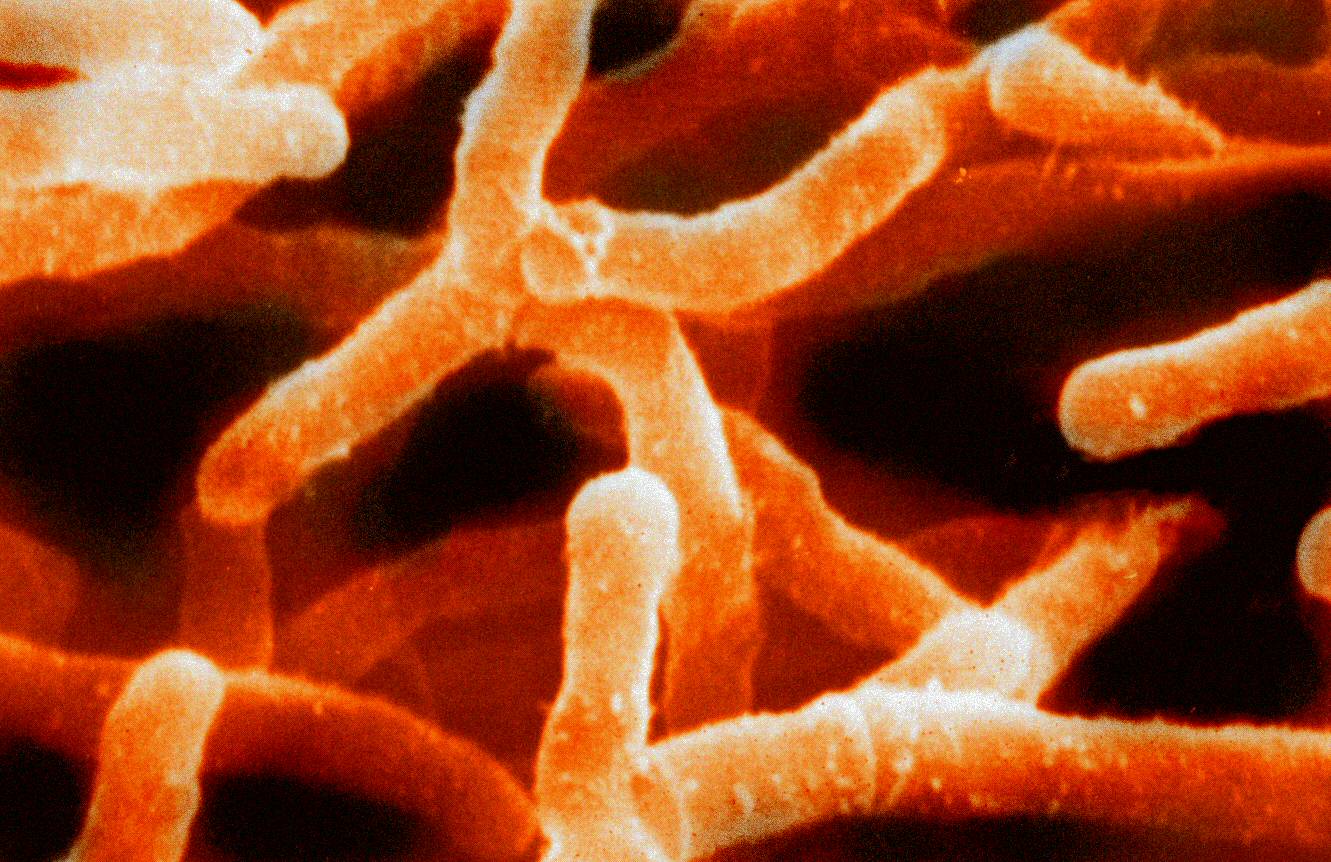 Scientists tap bacteria for antibiotics and antiparasitic compounds