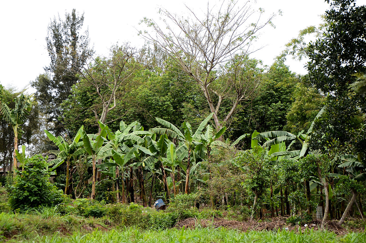 History shows agroforestry to be an effective use of land