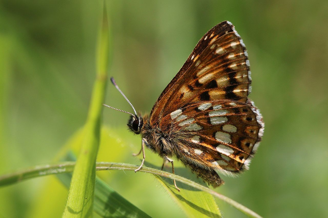 Agri-environment schemes are failing to protect butterflies