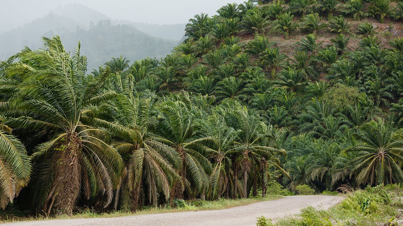 Protecting forests on oil palm plantations saves animal lives