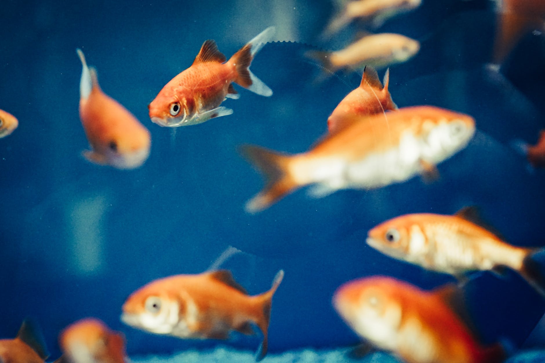 Single-pixel vision in fish sheds light on human sight