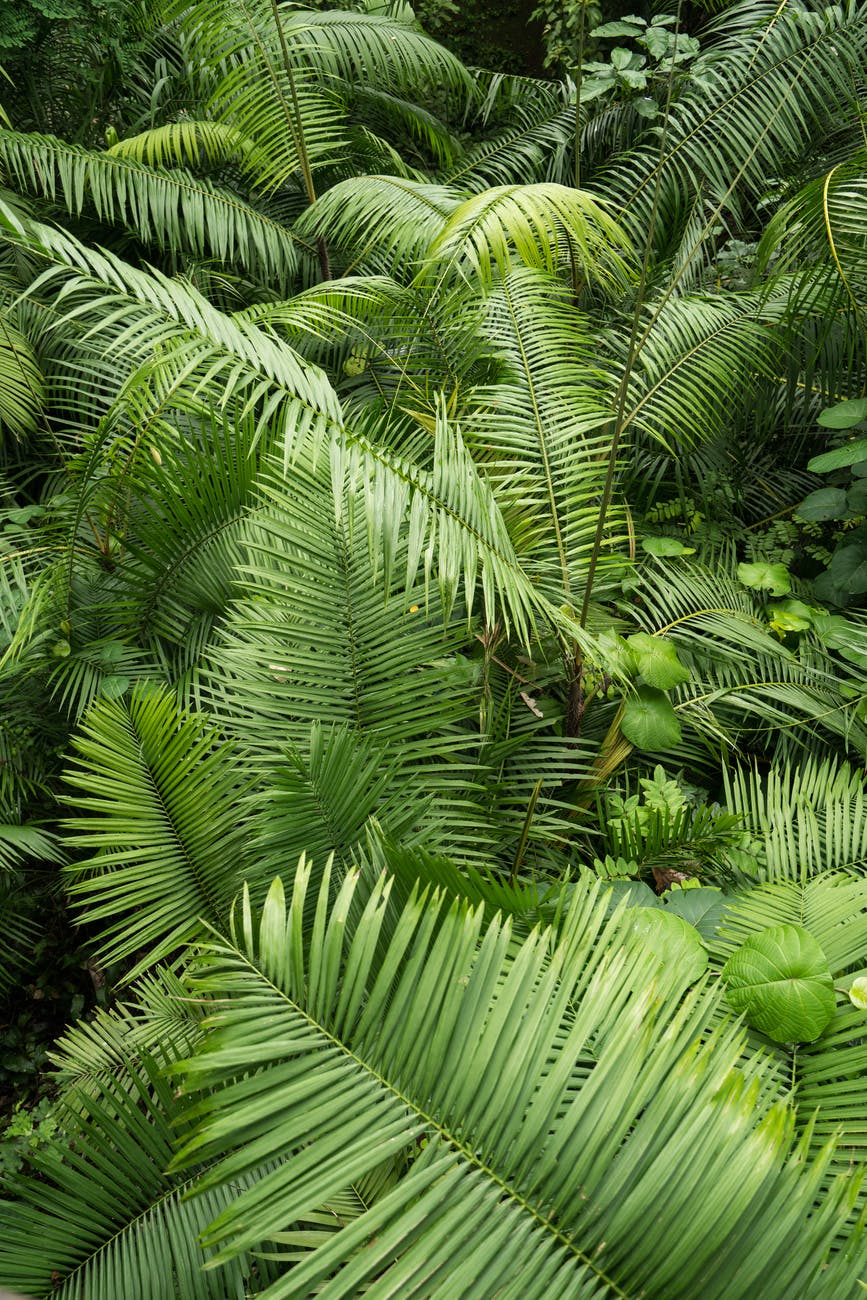 Plants’ green color protects them from harmful sun rays