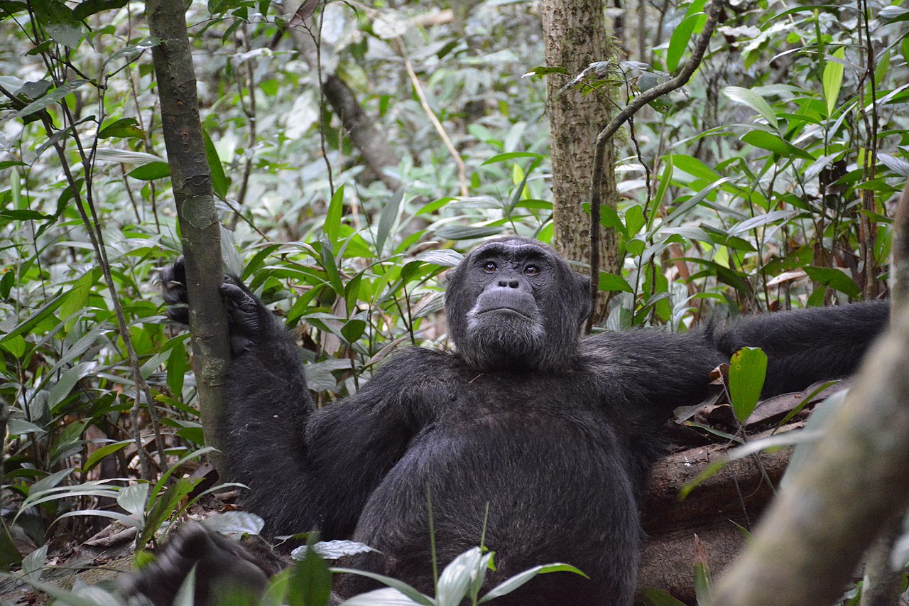 Apes communicate to start and end social interactions… like us.