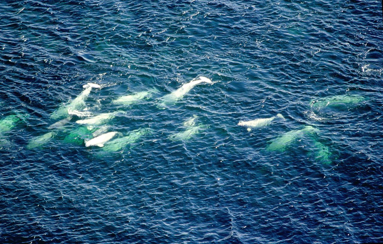 Beluga whales have a larger social network than thought