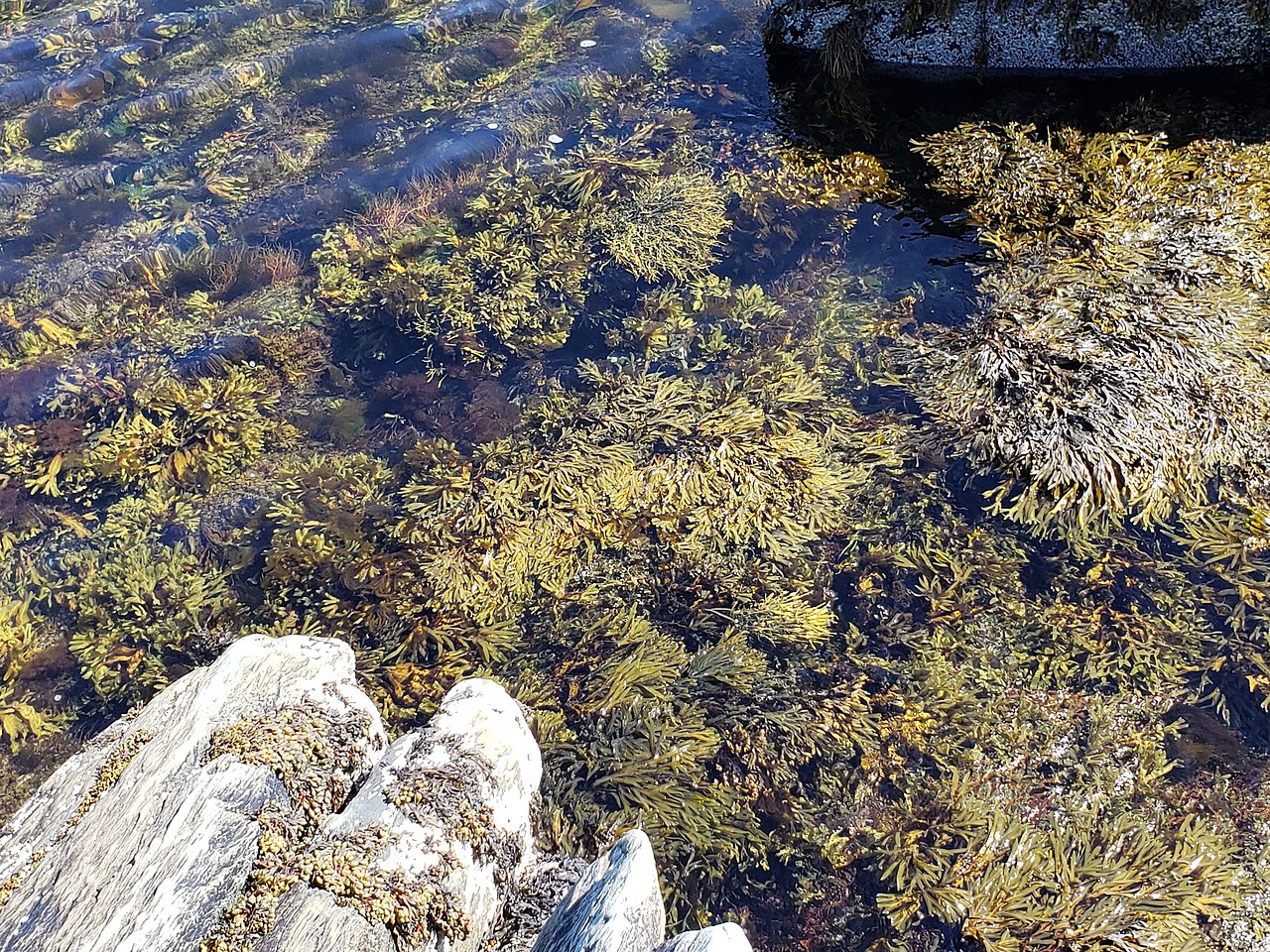 Heparin from seaweed is being tested against SARS-CoV-2, study