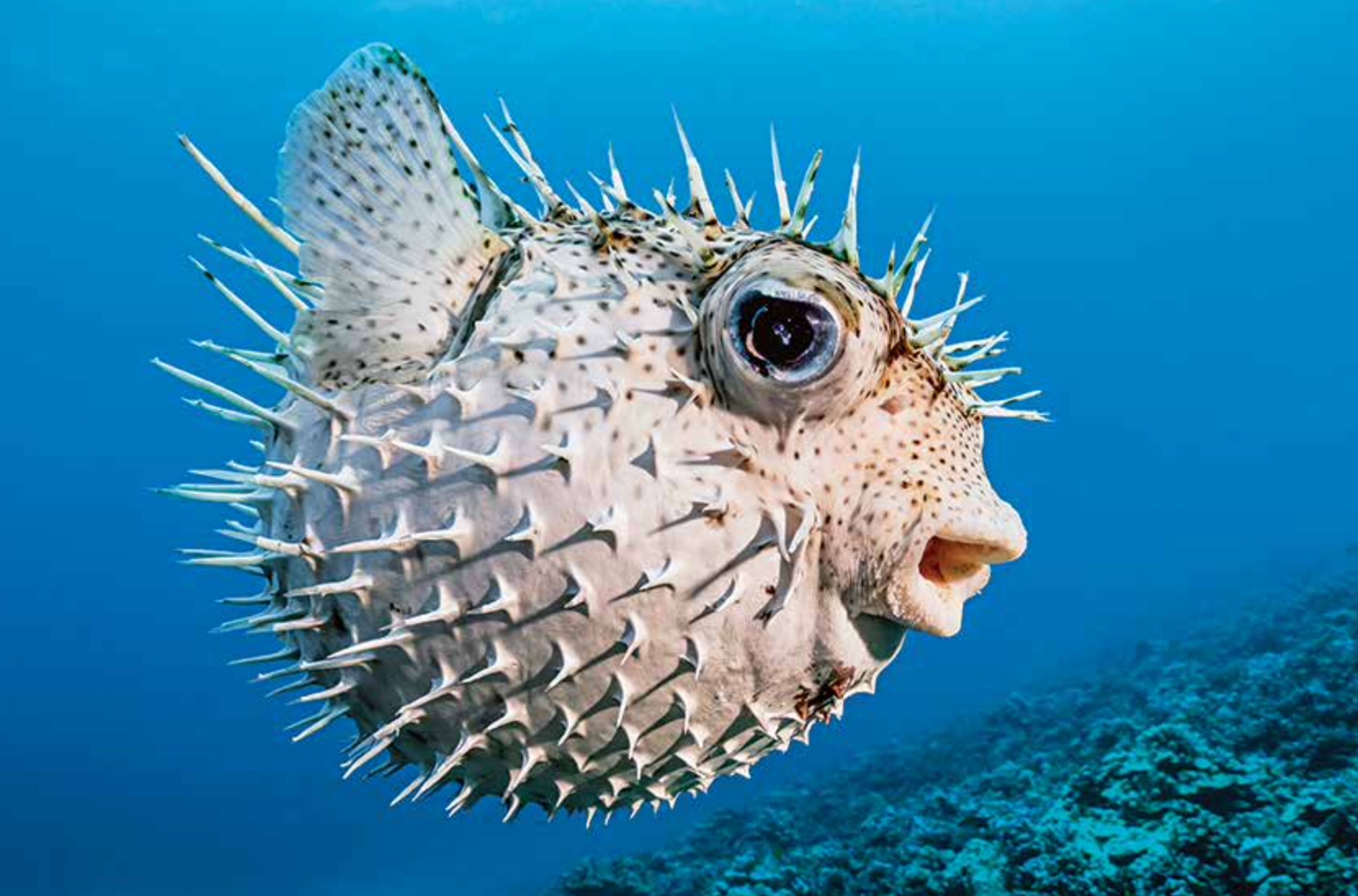 Talk to the Animals: Two new books call on the fuzzy and the fishy to connect with kids